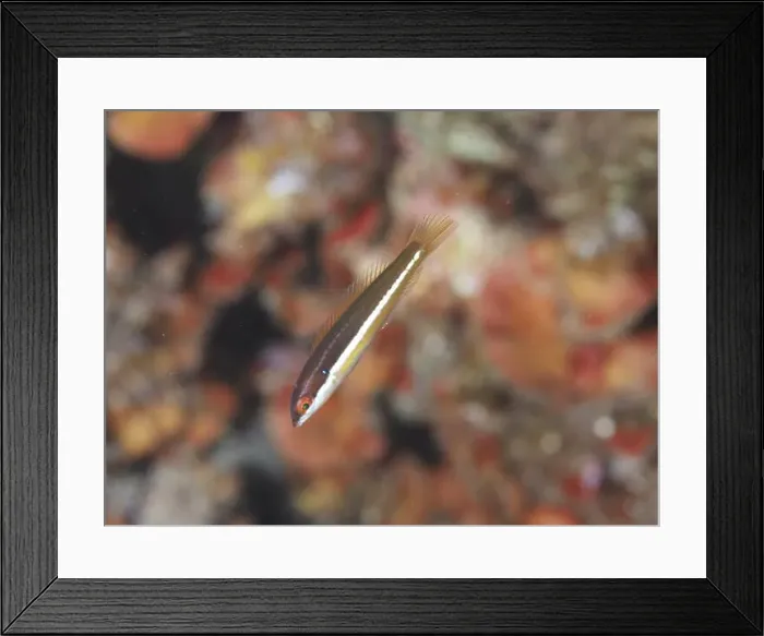 Framed Print : A slender fish with stripes, sea squirt (Coris julis) female Framed Print : A slender fish with stripes, sea squirt (Coris julis) female