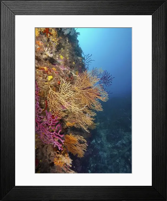 Framed Print : Colourful gorgonians in yellow Framed Print : Colourful gorgonians in yellow