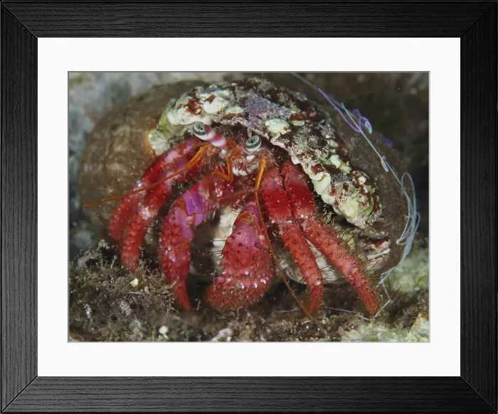 Framed Print : Red Hermit Crab (Dardanus Calidus) in a snail shell under water in the Mediterranean Sea near Hyeres Framed Print : Red Hermit Crab (Dardanus Calidus) in a snail shell under water in the Mediterranean Sea near Hyeres