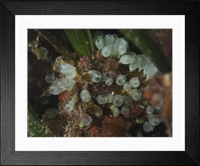 Framed Print : Colony of small transparent dwarf sea squirts (Pycnoclavella nana) Framed Print : Colony of small transparent dwarf sea squirts (Pycnoclavella nana)