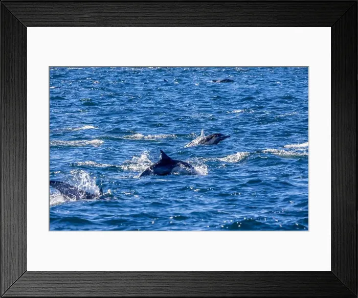 Framed Print : Playful dolphins swimming in the ocean near the Channel Islands, Oxnard, California Framed Print : Playful dolphins swimming in the ocean near the Channel Islands, Oxnard, California