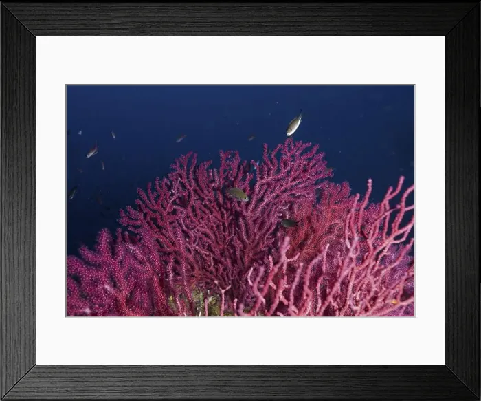 Framed Print : Pink shining Violescent sea-whip (Paramuricea clavata) in the deep sea Framed Print : Pink shining Violescent sea-whip (Paramuricea clavata) in the deep sea