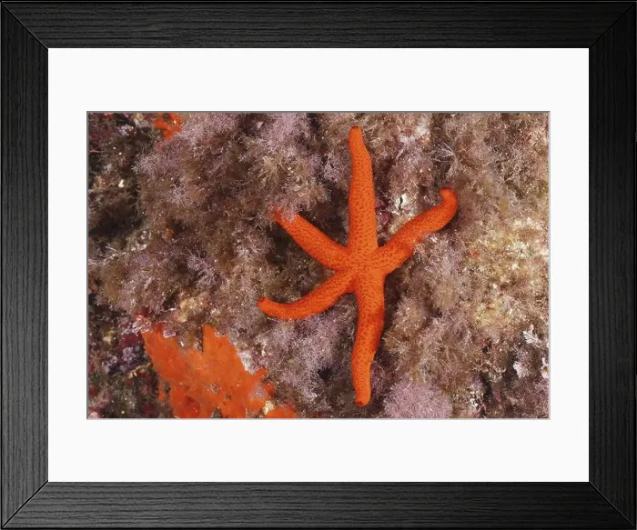 Framed Print : A red starfish (Echinaster sepositus) lying on seaweed in the sea Framed Print : A red starfish (Echinaster sepositus) lying on seaweed in the sea