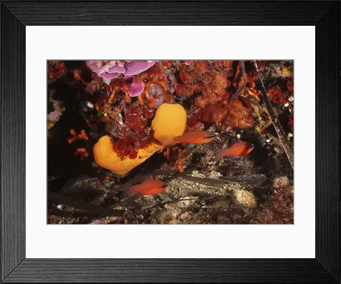 Framed Print : Agelas oroides (Agelas oroides) and mullet king (Apogon imberbis) in a living reef Framed Print : Agelas oroides (Agelas oroides) and mullet king (Apogon imberbis) in a living reef