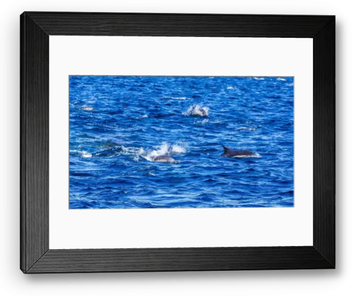 Framed Print : Playful dolphins swimming in the ocean near the Channel Islands, Oxnard, California Framed Print : Playful dolphins swimming in the ocean near the Channel Islands, Oxnard, California