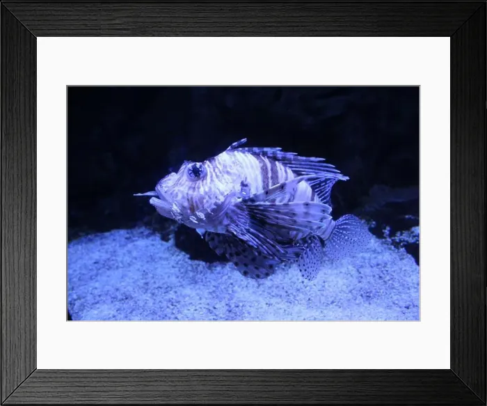 Framed Print : Pterois volitans with big eyes striped funny fish in water Framed Print : Pterois volitans with big eyes striped funny fish in water