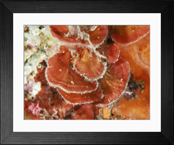 Framed Print : Close-up of scale leaf (Peyssonnelia squamaria) Framed Print : Close-up of scale leaf (Peyssonnelia squamaria)