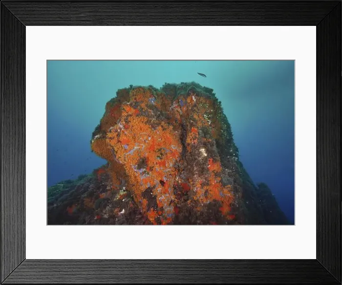 Framed Print : Large rock face with Orange upholstery sponge (Reniera fulva) rising from the depths in the blue ocean Framed Print : Large rock face with Orange upholstery sponge (Reniera fulva) rising from the depths in the blue ocean