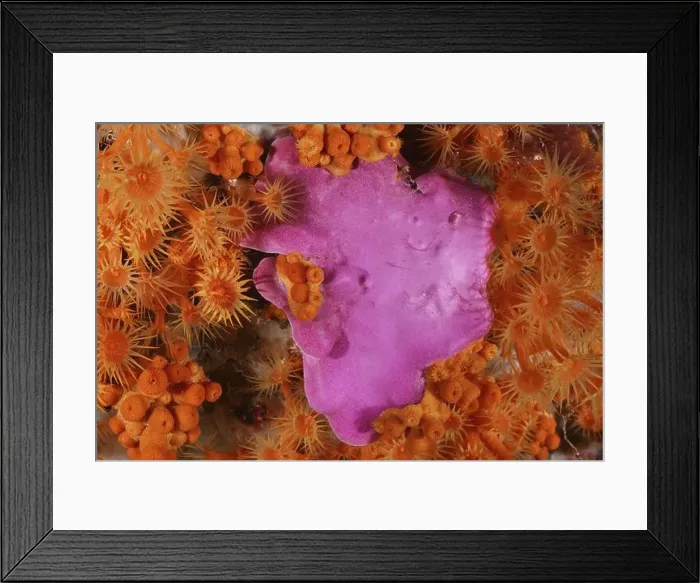 Framed Print : Spreading stone leaf (Mesophyllum expansum) surrounded by bright orange Yellow cluster anemone (Parazoanthus axinellae) Framed Print : Spreading stone leaf (Mesophyllum expansum) surrounded by bright orange Yellow cluster anemone (Parazoanthus axinellae)