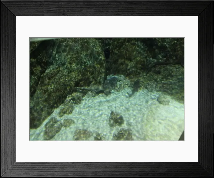 Framed Print : Chiloscyllium punctatum swim near rocks in clear water. Marine life Framed Print : Chiloscyllium punctatum swim near rocks in clear water. Marine life