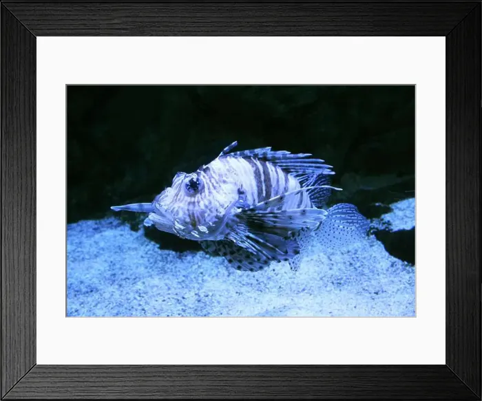 Framed Print : Pterois volitans close-up on a blue background. Predatory fish in the aquarium Framed Print : Pterois volitans close-up on a blue background. Predatory fish in the aquarium