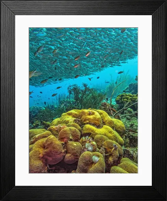 Framed Print : Caribbean coral reef off coast of Bonaire with Baitball at Bachelors Paradise Framed Print : Caribbean coral reef off coast of Bonaire with Baitball at Bachelors Paradise