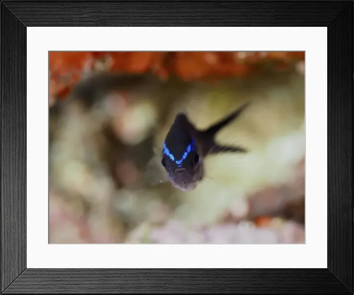 Framed Print : A fish with blue stripes, Mediterranean monkfish (Chromis chromis) juvenile Framed Print : A fish with blue stripes, Mediterranean monkfish (Chromis chromis) juvenile