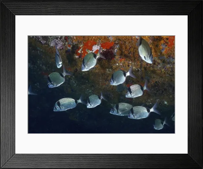 Framed Print : Shoal of silver fish, two-banded bream (Diplodus vulgaris) Framed Print : Shoal of silver fish, two-banded bream (Diplodus vulgaris)