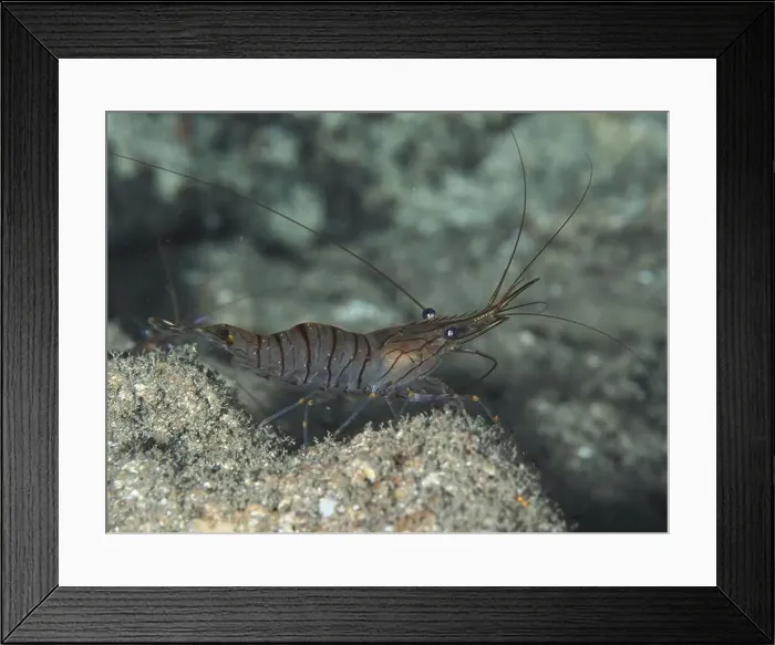 Framed Print : Shrimp with long antennae, saw shrimp Framed Print : Shrimp with long antennae, saw shrimp