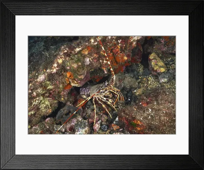 Framed Print : A colourful European spiny crayfish (Palinurus elephas) Framed Print : A colourful European spiny crayfish (Palinurus elephas)