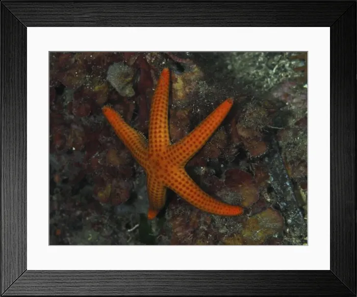 Framed Print : Orange-coloured starfish (Hacelia attenuata) on the seabed in a diverse underwater landscape Framed Print : Orange-coloured starfish (Hacelia attenuata) on the seabed in a diverse underwater landscape