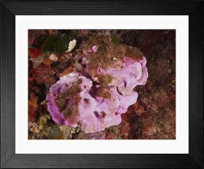 Framed Print : Spreading stone leaf (Mesophyllum expansum) with algae growth in the Mediterranean Sea near Hyeres Framed Print : Spreading stone leaf (Mesophyllum expansum) with algae growth in the Mediterranean Sea near Hyeres