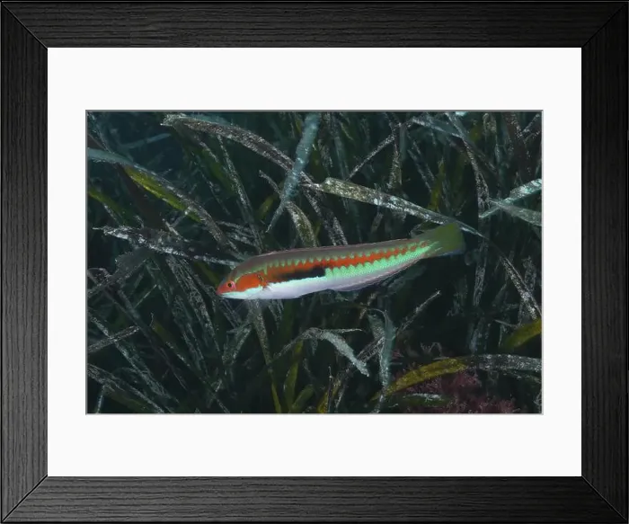 Framed Print : A colourful iridescent fish, sea squirt (Coris julis) Framed Print : A colourful iridescent fish, sea squirt (Coris julis)
