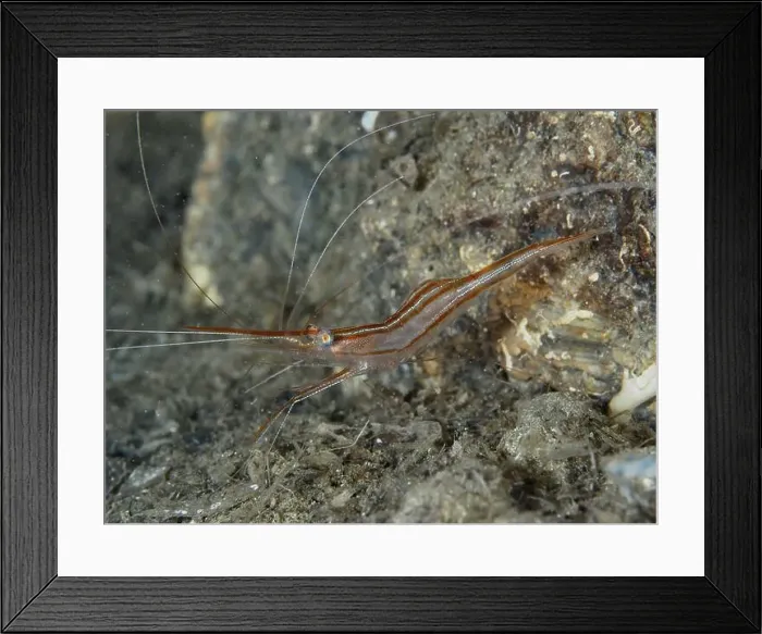 Framed Print : A reddish-brown shrimp with long antennae Framed Print : A reddish-brown shrimp with long antennae