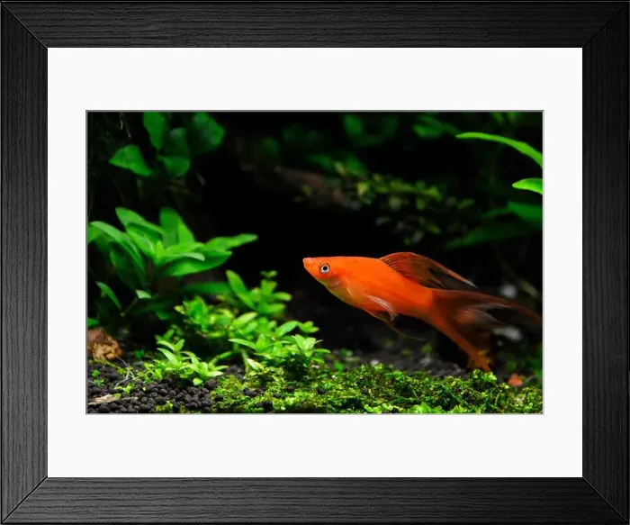 Framed Print : Beautiful fish Hi Fin Lyretail Swordtail also called Xiphophorus helleri. It is a fish native to Central America Framed Print : Beautiful fish Hi Fin Lyretail Swordtail also called Xiphophorus helleri. It is a fish native to Central America