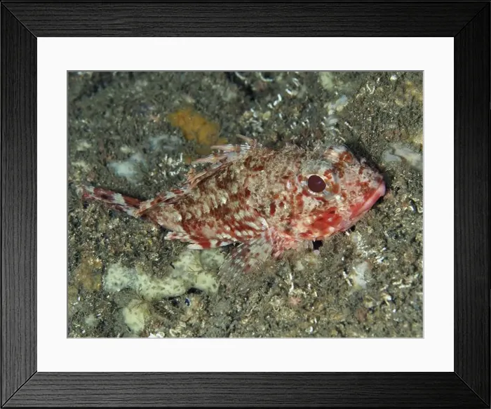 Framed Print : A Small red scorpionfish (Scorpaena notata) Framed Print : A Small red scorpionfish (Scorpaena notata)
