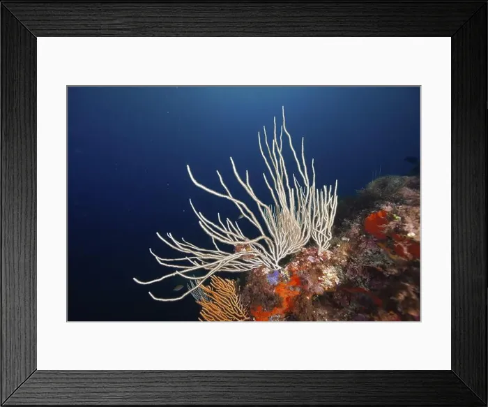Framed Print : White gorgonian (Eunicella singularis) and orange details in a blue sea Framed Print : White gorgonian (Eunicella singularis) and orange details in a blue sea
