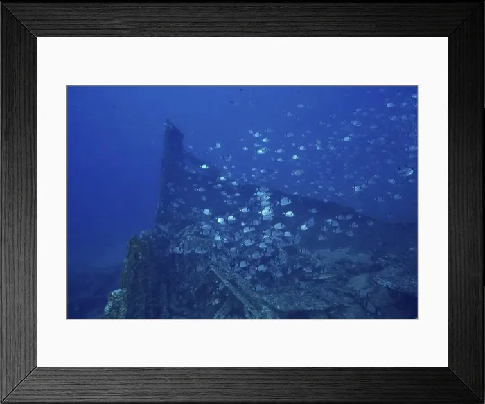 Framed Print : Two-banded seabream (Diplodus vulgaris) swimming around a sunken shipwreck in the sea Framed Print : Two-banded seabream (Diplodus vulgaris) swimming around a sunken shipwreck in the sea