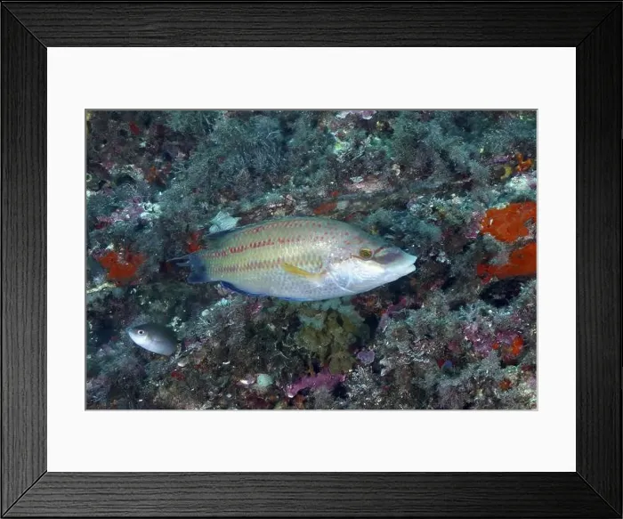 Framed Print : Peacock wrasse (Symphodus tinca) swimming along a colourful reef Framed Print : Peacock wrasse (Symphodus tinca) swimming along a colourful reef