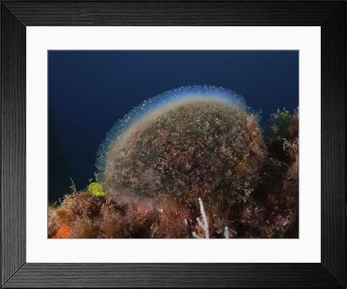 Framed Print : A shimmering structure, sea ball Framed Print : A shimmering structure, sea ball