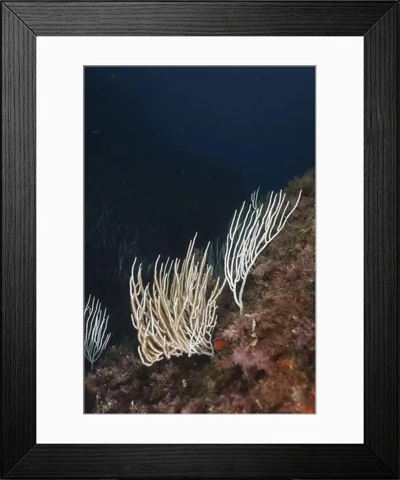 Framed Print : White gorgonians (Eunicella singularis) protrude from the seabed in a blue environment