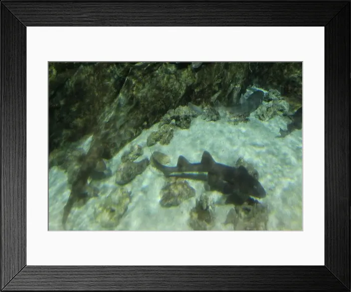 Framed Print : Chiloscyllium punctatum swims in the aquarium water close-up. Predatory fish in the water Framed Print : Chiloscyllium punctatum swims in the aquarium water close-up. Predatory fish in the water