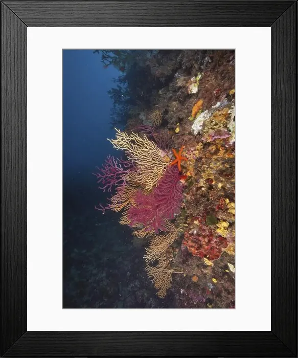 Framed Print : Colourful rock face with Red Starfish (Echinaster sepositus) Framed Print : Colourful rock face with Red Starfish (Echinaster sepositus)