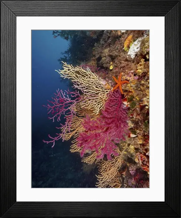 Framed Print : Colourful rock face with Red Starfish (Echinaster sepositus) Framed Print : Colourful rock face with Red Starfish (Echinaster sepositus)
