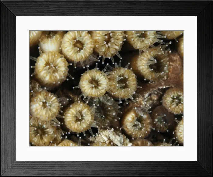 Framed Print : Close-up of brown coral with small tentacles Framed Print : Close-up of brown coral with small tentacles