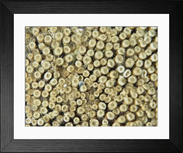 Framed Print : Close-up of yellowish coral with detailed texture Framed Print : Close-up of yellowish coral with detailed texture