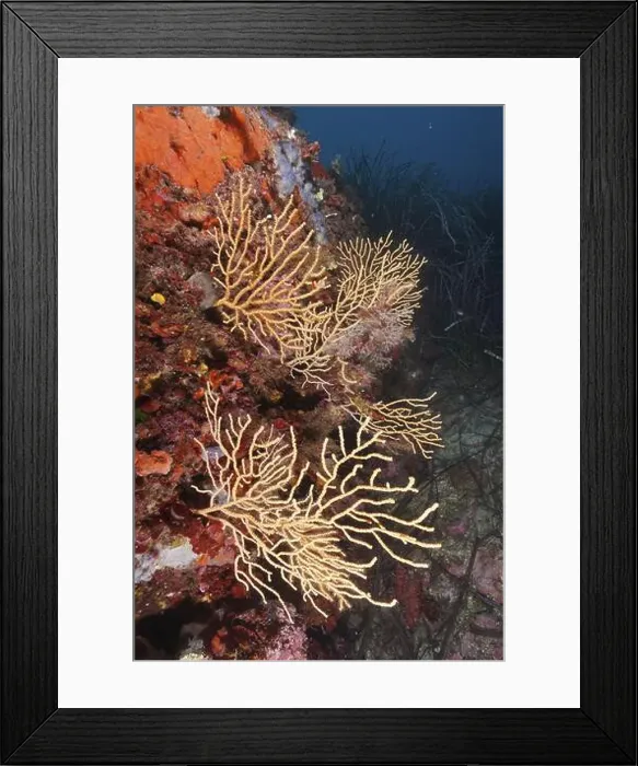 Framed Print : Yellow gorgonian (Eunicella cavolinii) growing on a rock face in the Mediterranean near Hyeres Framed Print : Yellow gorgonian (Eunicella cavolinii) growing on a rock face in the Mediterranean near Hyeres