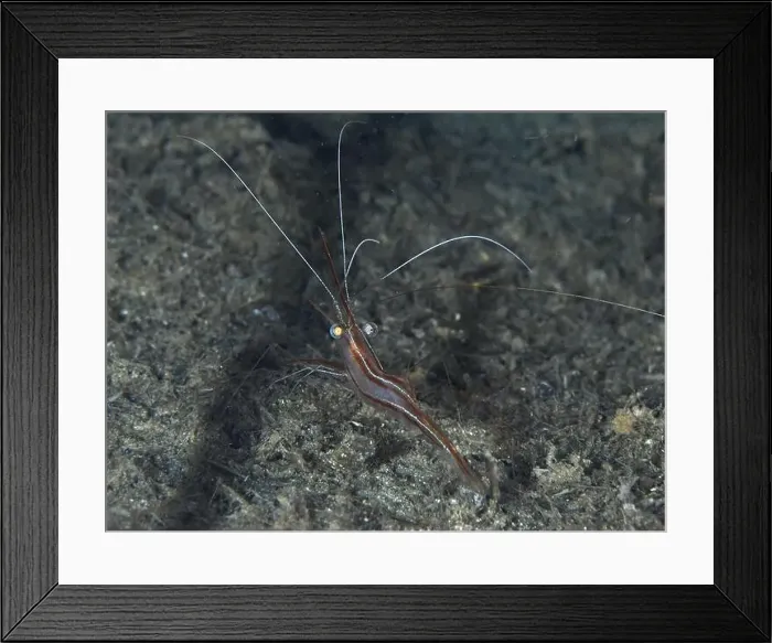 Framed Print : A reddish-brown shrimp with long antennae Framed Print : A reddish-brown shrimp with long antennae