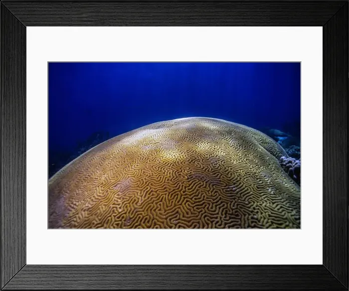 Framed Print : Diploria is a monotypic genus of massive reef building stony corals in the family Mussidae Framed Print : Diploria is a monotypic genus of massive reef building stony corals in the family Mussidae
