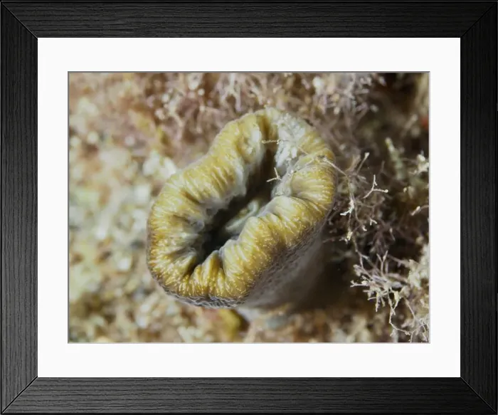 Framed Print : Beige warty coral (Balanophyllia europaea) Framed Print : Beige warty coral (Balanophyllia europaea)