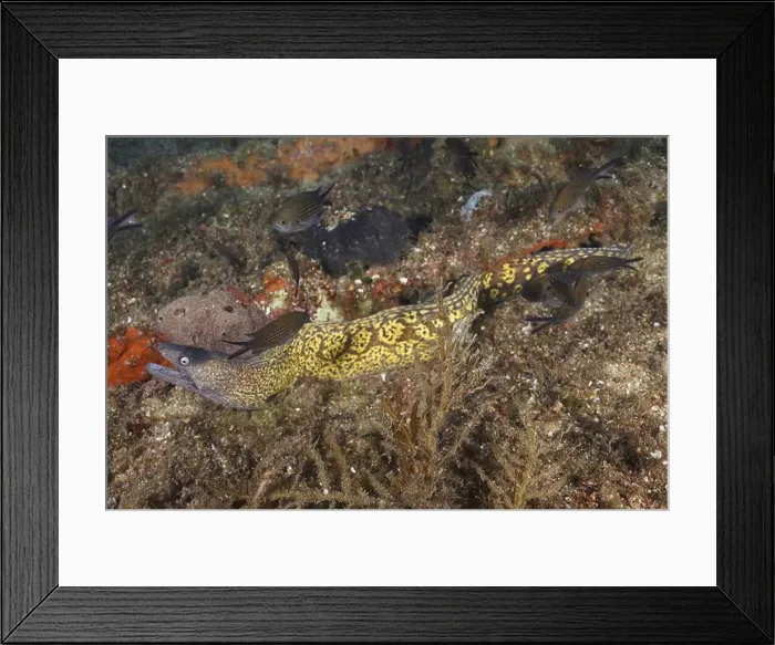 Framed Print : A Mediterranean moray eel (Muraena helena) between wreck parts full of small fish in a detailed scene Framed Print : A Mediterranean moray eel (Muraena helena) between wreck parts full of small fish in a detailed scene