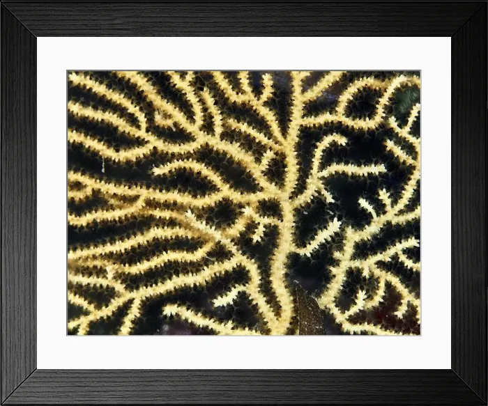 Framed Print : Close-up of yellowish gorgonian structure with fine branching Framed Print : Close-up of yellowish gorgonian structure with fine branching