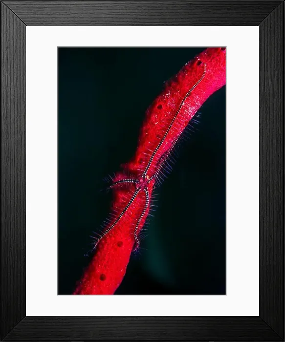 Framed Print : Brittle stars, serpent stars, or ophiuroids are echinoderms in the class Ophiuroidea Framed Print : Brittle stars, serpent stars, or ophiuroids are echinoderms in the class Ophiuroidea