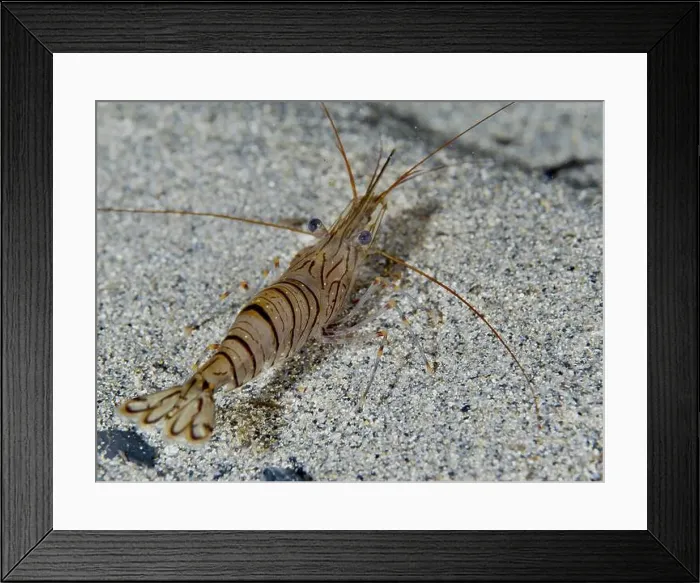 Framed Print : Shrimp with stripe pattern, saw shrimp Framed Print : Shrimp with stripe pattern, saw shrimp