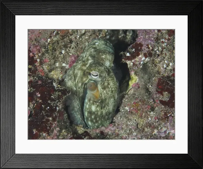 Framed Print : An octopus, Common Octopus (Octopus vulgaris) juvenile