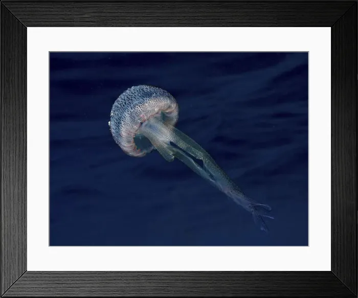 Framed Print : A luminous jellyfish (Pelagia noctiluca) Framed Print : A luminous jellyfish (Pelagia noctiluca)