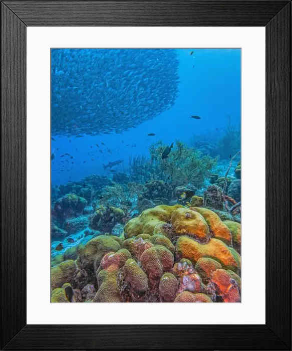 Framed Print : Caribbean coral reef off coast of Bonaire with Baitball at Bachelors Paradise Framed Print : Caribbean coral reef off coast of Bonaire with Baitball at Bachelors Paradise