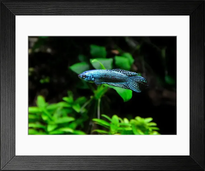 Framed Print : A beautiful siamese fighting fish or blue alien betta fish. It is a fish native to Asia, popular for aquariums Framed Print : A beautiful siamese fighting fish or blue alien betta fish. It is a fish native to Asia, popular for aquariums