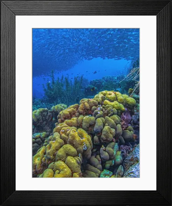 Framed Print : Caribbean coral reef off coast of Bonaire with Baitball at Bachelors Paradise Framed Print : Caribbean coral reef off coast of Bonaire with Baitball at Bachelors Paradise