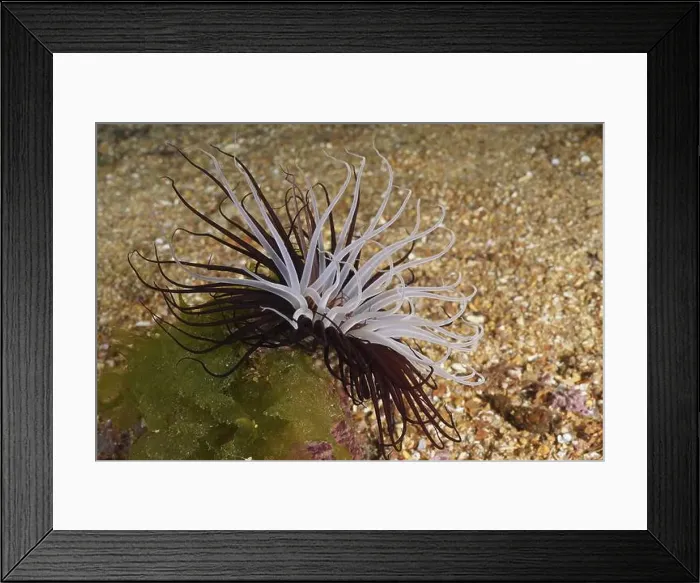 Framed Print : A white-brown cylinder rose (Cerianthus membranaceus) on a sandy seabed Framed Print : A white-brown cylinder rose (Cerianthus membranaceus) on a sandy seabed